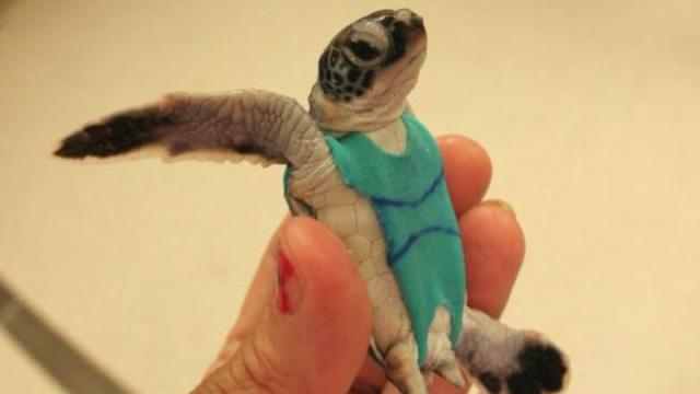 Sea Turtle Swimsuits Are The Cutest Scientific Research Solution