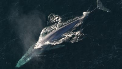 How Blue Whales Are Able To Maintain Their Monstrous Size