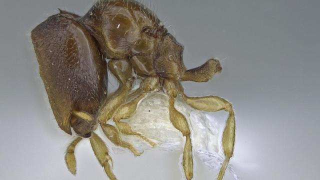 Workers Of New Ant Species Have Big, Weird Heads