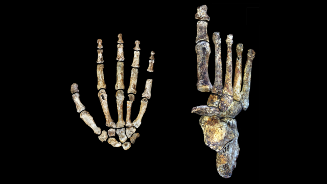Newly-Discovered, Ancient Humans Were Tree-Climbers Who Walked And Used Tools