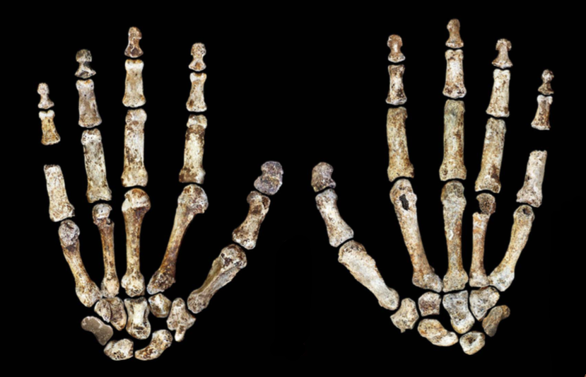 Newly-Discovered, Ancient Humans Were Tree-Climbers Who Walked And Used Tools