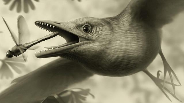 A 125-Million-Year-Old Fossil Indicates Birds Lived (And Flew) Like This