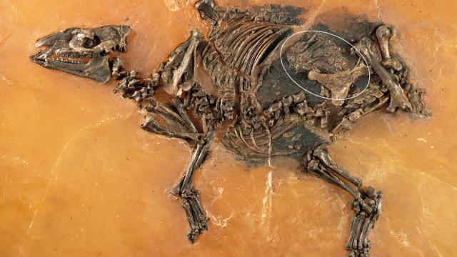 This Incredible Fossil Of An Ancient Horse Still Contains Its Unborn Foal