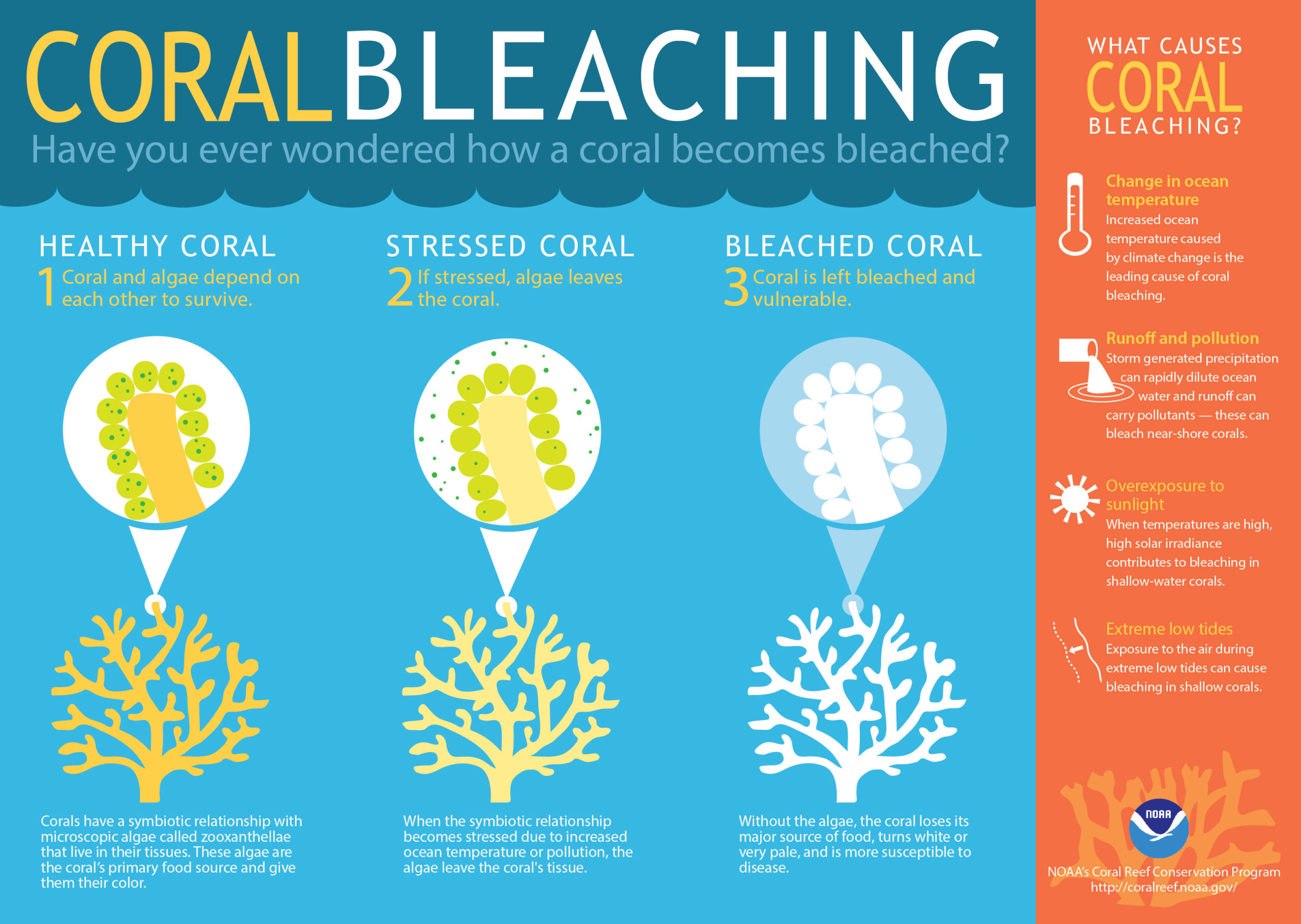 A Massive Bleaching Event Is Threatening The World’s Coral Reefs