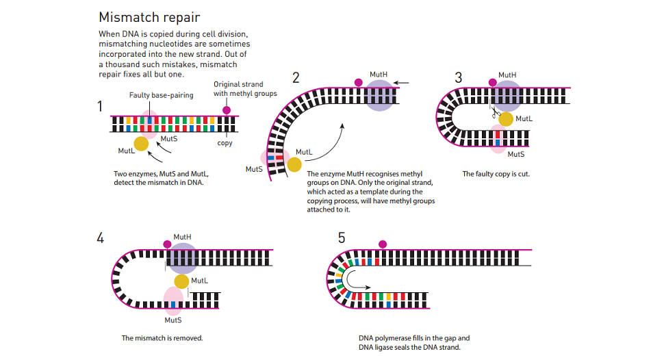 DNA Repair Earned The Nobel Prize In Chemistry, And Here’s Why