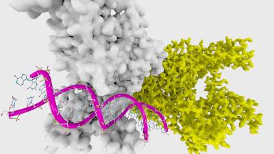 Report: DNA Markers Accurately Predict Male Homosexuality