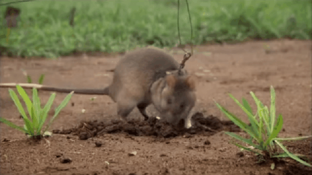These Hero Rats Are Trained To Sniff Out Land Mines And Tuberculosis  