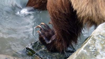 Grizzly Bear Dips Toes In Water, Provides Reminder Of Human Frailty