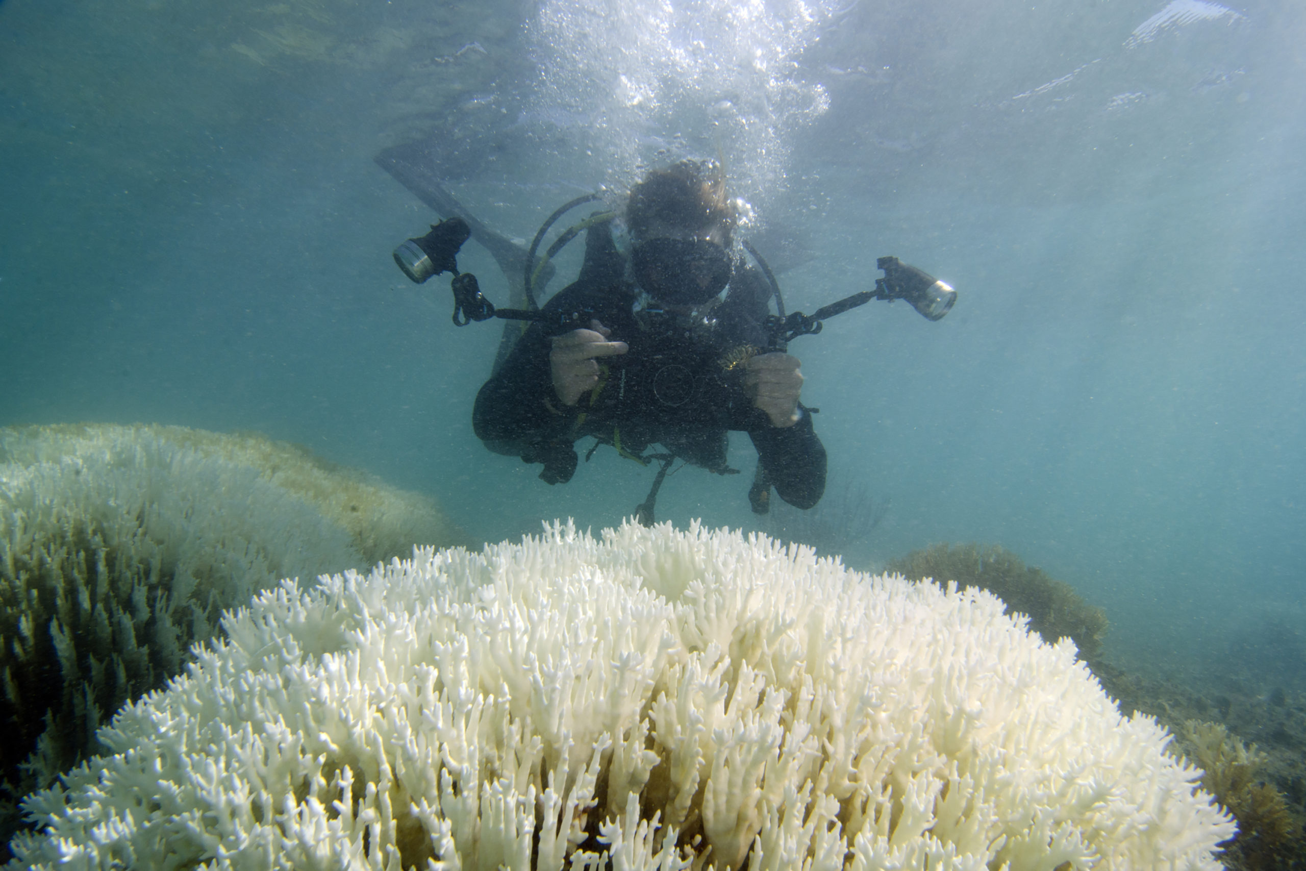 This Is What A Mass Die-Off Of Earth’s Coral Reefs Looks Like