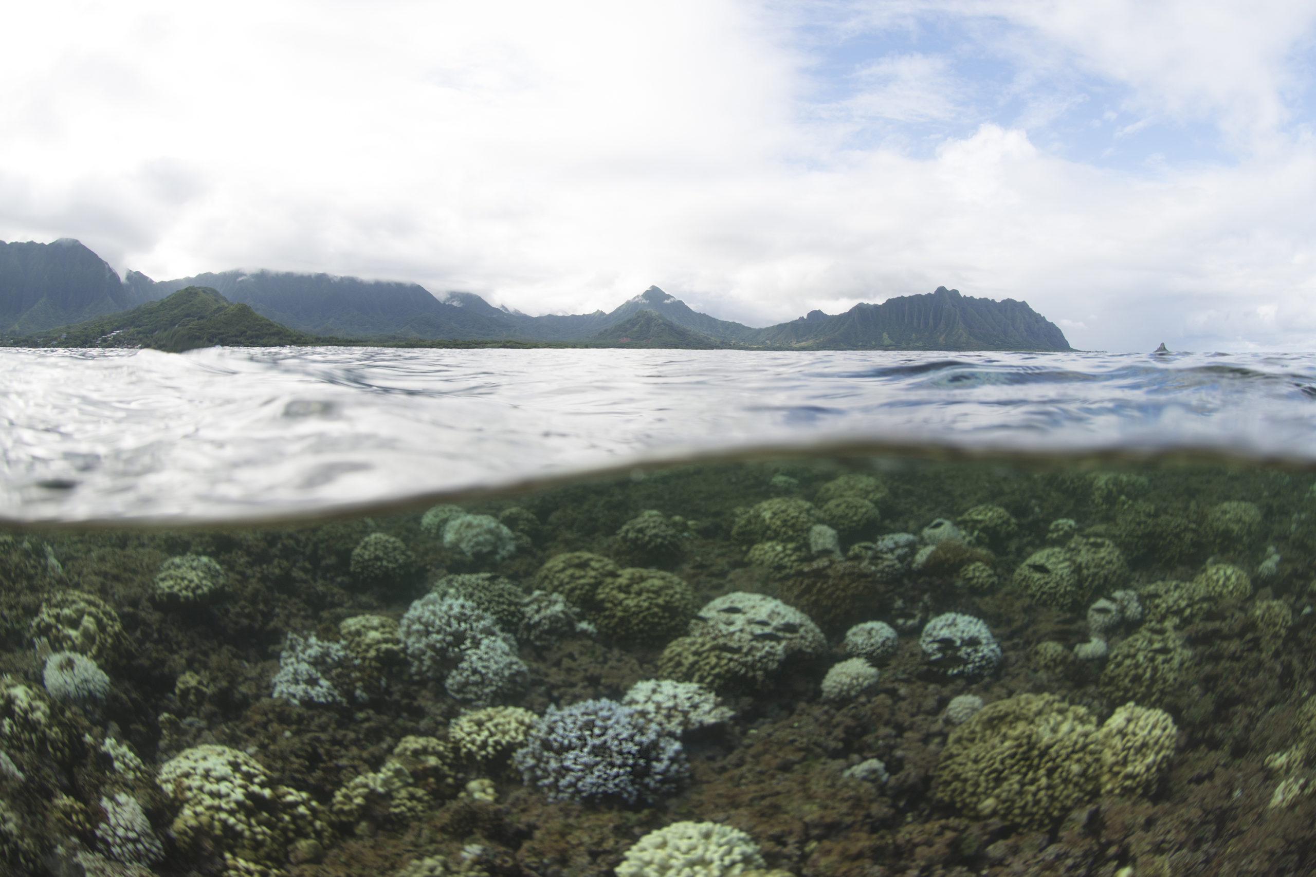 This Is What A Mass Die-Off Of Earth’s Coral Reefs Looks Like