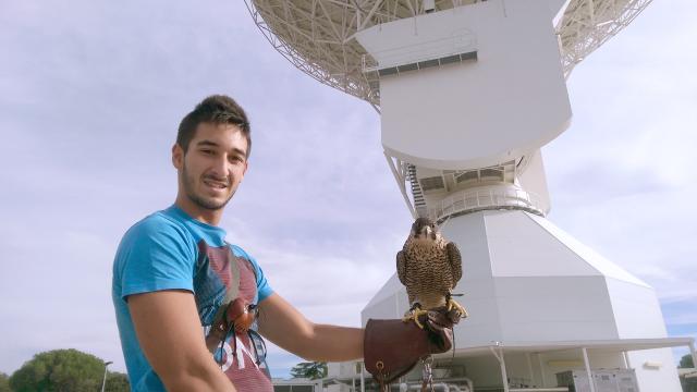 Why Does A Falcon Live At This Space Antenna?