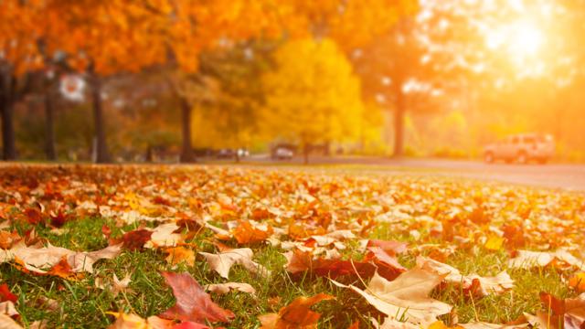 Why Do We Smell The Change Of Seasons?