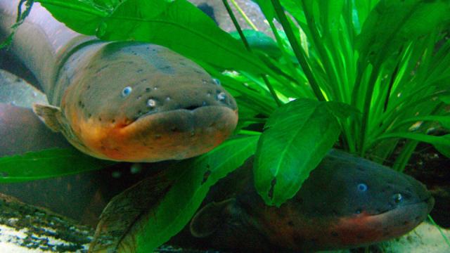 The Way Electric Eels Kill Is Even Cooler Than We Realised