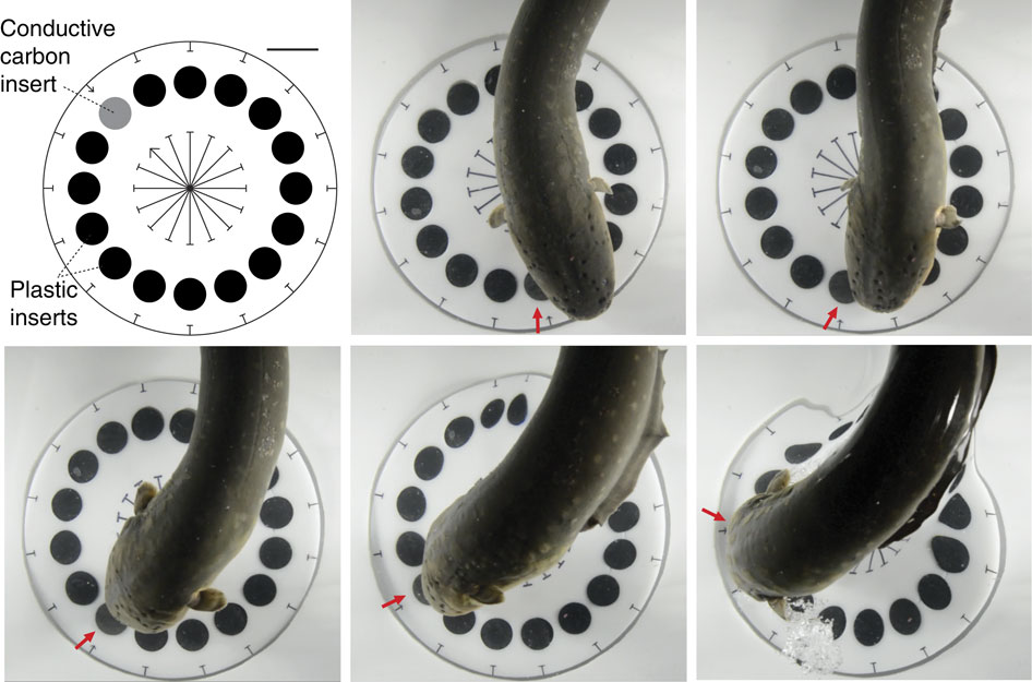 The Way Electric Eels Kill Is Even Cooler Than We Realised