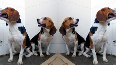 Gene-Edited Dogs With Jacked-Up Muscles Are A World’s First