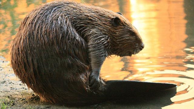Scientists Acquire More Proof That Only Beavers Can Save The World
