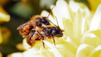Some Bees Prefer Mates That Speak Their Language
