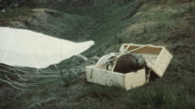 Watch These Parachuting Beavers Spread Across Idaho