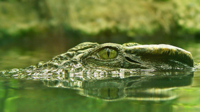 Crocs Keep An Eye On You While They Sleep