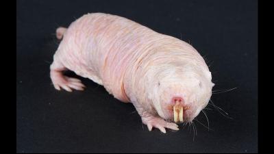 We’ve Been Slandering Naked Mole-Rats All This Time
