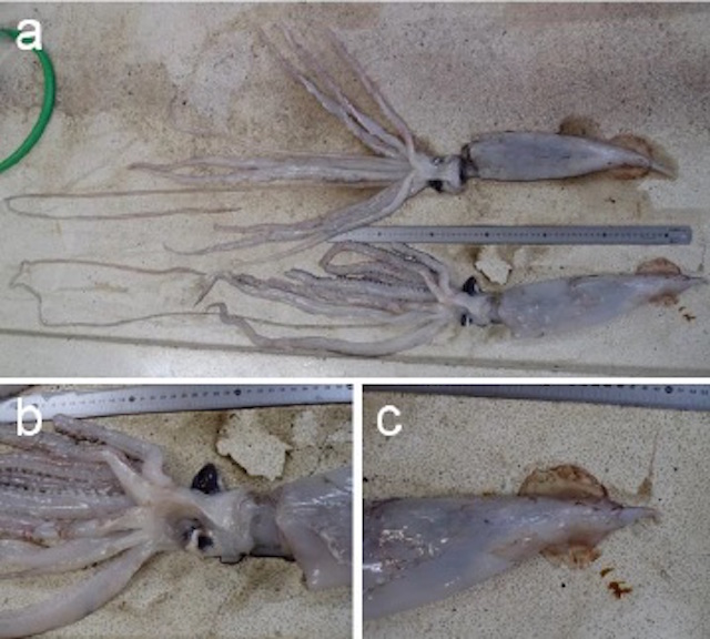 These Are The First Baby Giant Squid Ever Discovered
