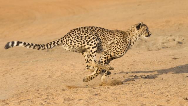 It’s Body Length, Not Mass, That Lets The Cheetah Run So Fast