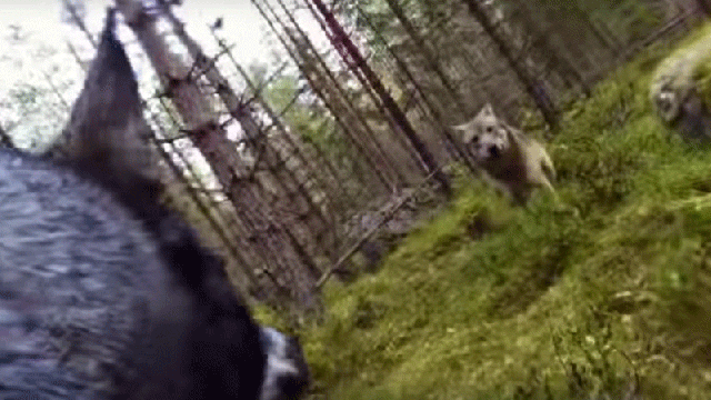 Watch A Dog Battle Two Wolves
