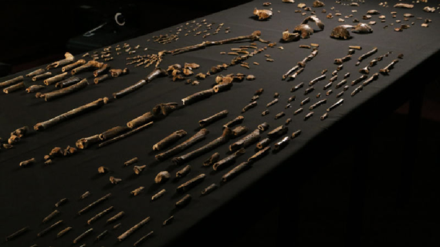 The Controversy Over Homo Naledi Is Actually A Good Thing