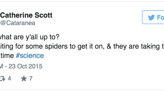 Catherine Scott Spent All Of Friday Afternoon Waiting For Her Spiders To Have Sex