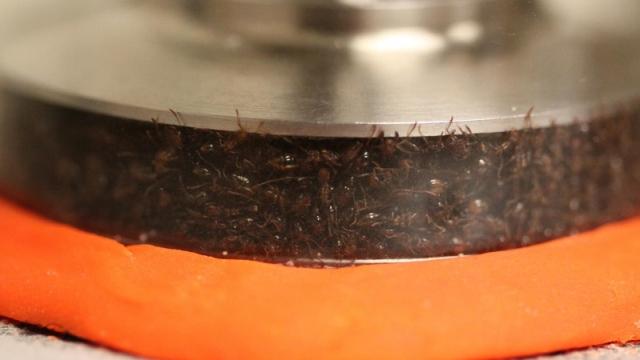 Everything In The Future Could Be Made Of Ants