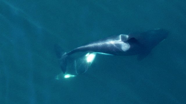 Drone Captures First Ever Aerial Photos Of Nursing Orca Calf
