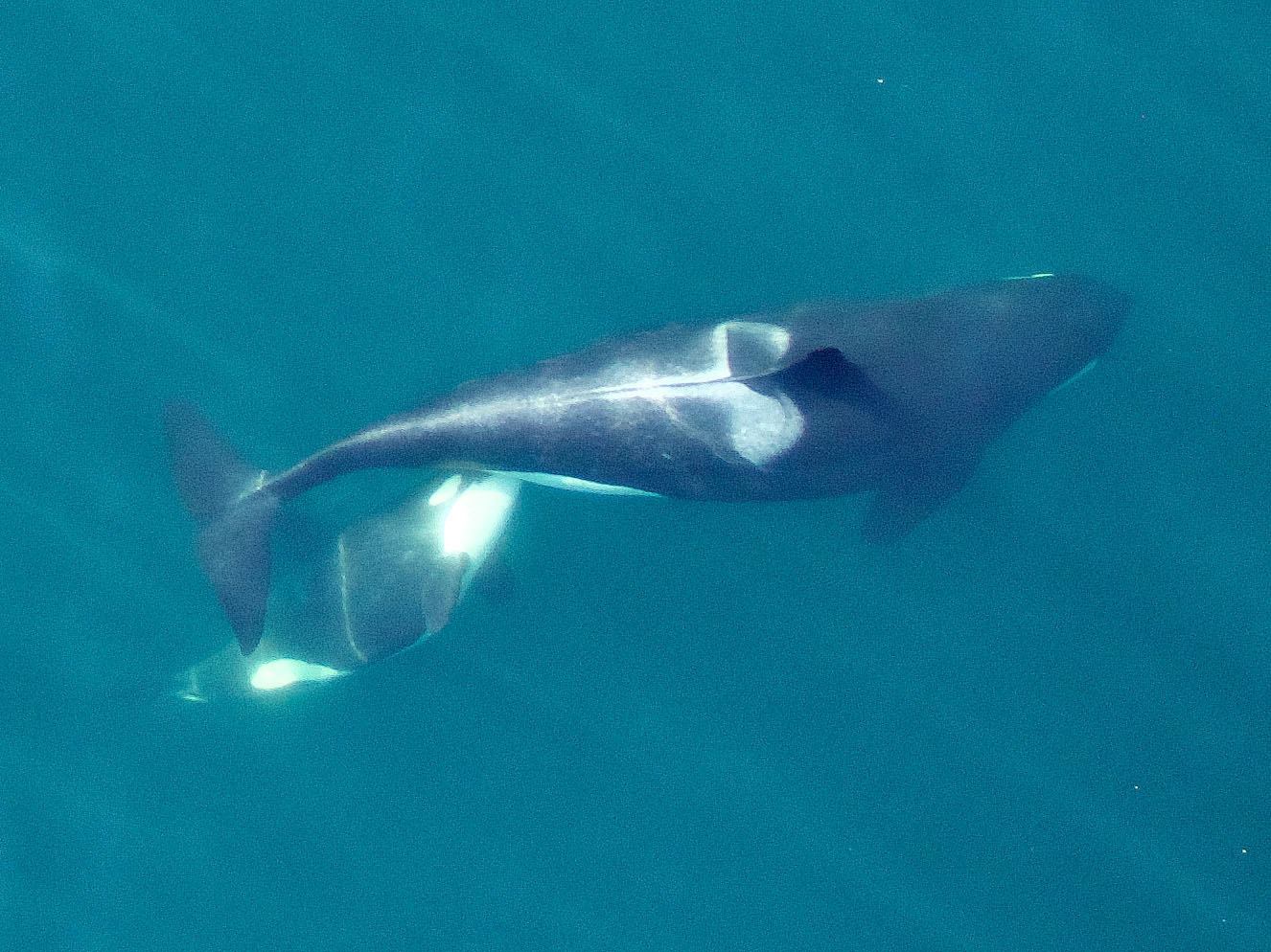 Drone Captures First Ever Aerial Photos Of Nursing Orca Calf