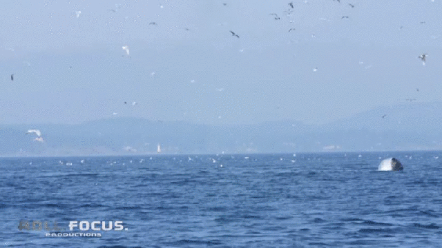 Incredible Video Shows An Orca Whale Hurling A Seal 20 Metres Into The Air