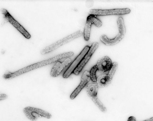 This Ebola-Type Fever Is Named After A Town In Germany