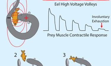 This Electric Eel Kills Its Prey With A Sophisticated Coiling Manoeuvre