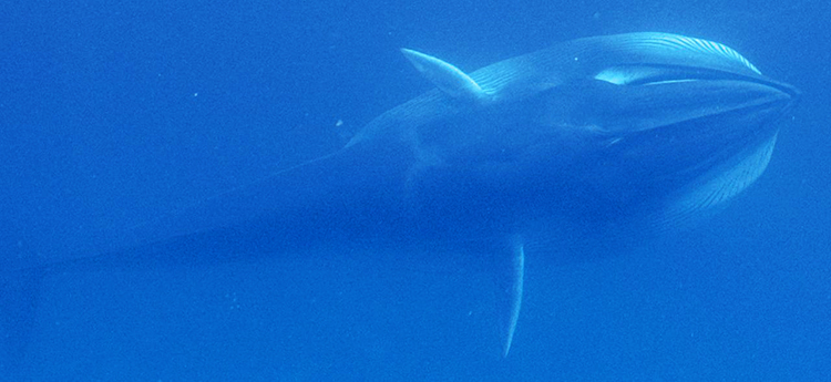 Watch The First Footage Of The Planet’s Most Elusive Whale