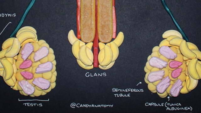 CandyAnatomy Reveals The Sweet Complexity Of Human Reproductive Structures