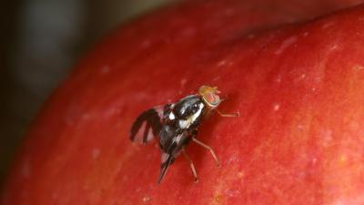 How Apples Sparked An Evolutionary Domino Effect Among Insects