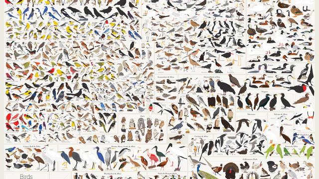 This Gorgeous Poster Contains Every Single Bird You’ll See In North America