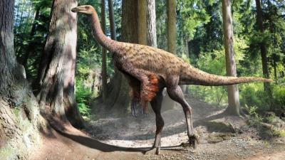 Fossil With Preserved Tail Feathers And Skin Reveals Dinosaur Plumage Patterns
