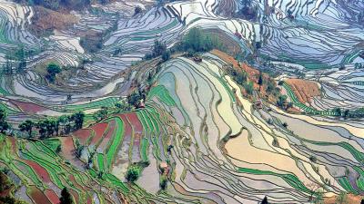 How Rice Built The World As We Know It