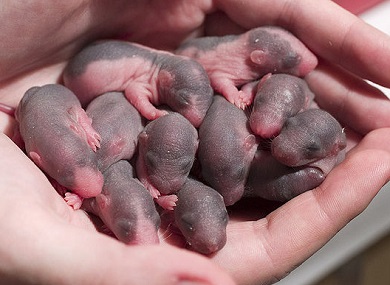 What This Classic Experiment On Rats Can Teach Us About Eugenics