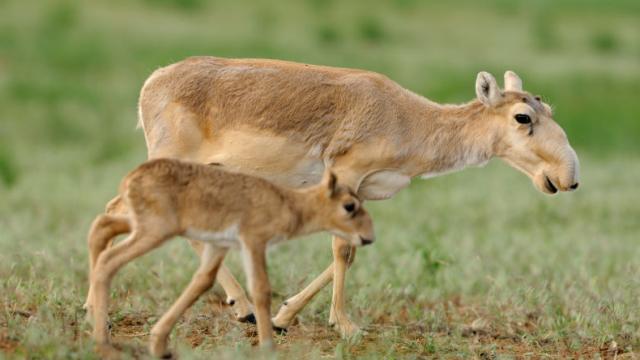 The Mass Die-off Of Saiga This Spring Was Much Worse Than We Thought