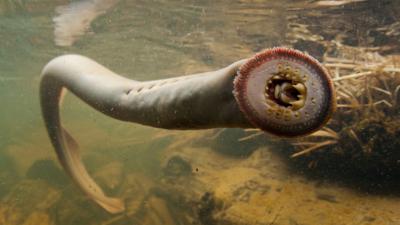 Lampreys Could Hold The Key To Better Underwater Robots