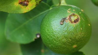 Mimicking Insect Mating Calls Could Combat Citrus Greening