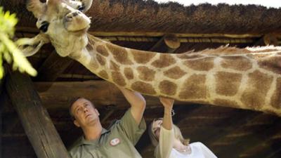 Don’t Giggle At Some Of The Unusual Ways Giraffes Can Die