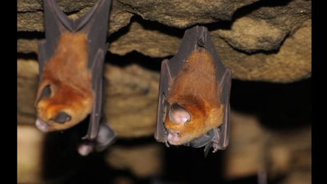 Bats Played A Crucial Role In Giving Us Hepatitis