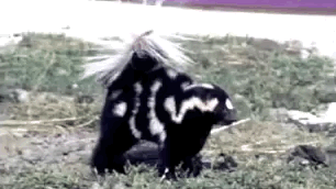 Spotted Skunks Dance Better Than You, Then Spray You In The Face