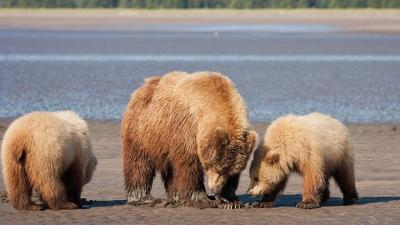 Bears Enjoy Long Walks On The Beach, Munching On Clams