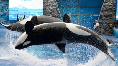 SeaWorld Cancels Inhumane Orca Show, Replaces It With New Orca Show About ‘Conservation’